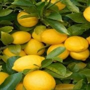 Tüplü Bodur Formda  Yediveren Limon Fidanı Ev İçin İdeal