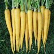 Doğal Amarillo Carrot(Sarı Havuç) Tohumu(20 adet)