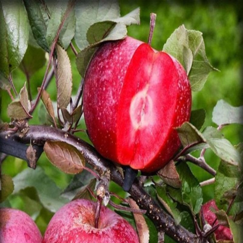 Tüplü Baldur Yarı Bodur İçi Dışı Kırmızı Elma Fidanı Seneye Meyve Verir Durumda
