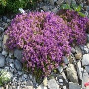 Thymus praecox ‘Purple Beauty’ Yayılıcı Kekik Fidesi (2 adet)