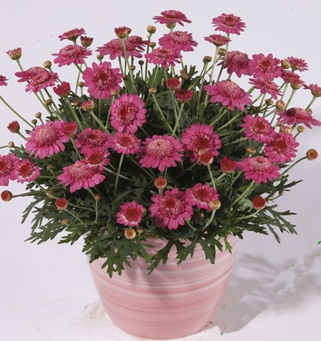 Aramis Dark Pink  Katmerli Papatya Çiçeği Fidesi (4 adet )
