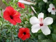 Tüplü Beyaz Renkli Çin Gülü Çiçeği Fidanı