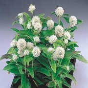 Gomphrena Globosa Beyaz Medine Çiçeği Tohumu(50 tohum)