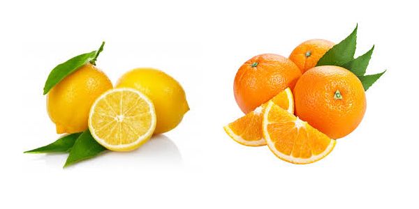 Tüplü Limon Portakal Aşılı Narenciye Fidanı