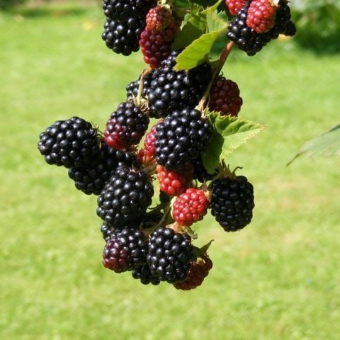 Tüplü Boysenberry Böğürtlen Fidanı