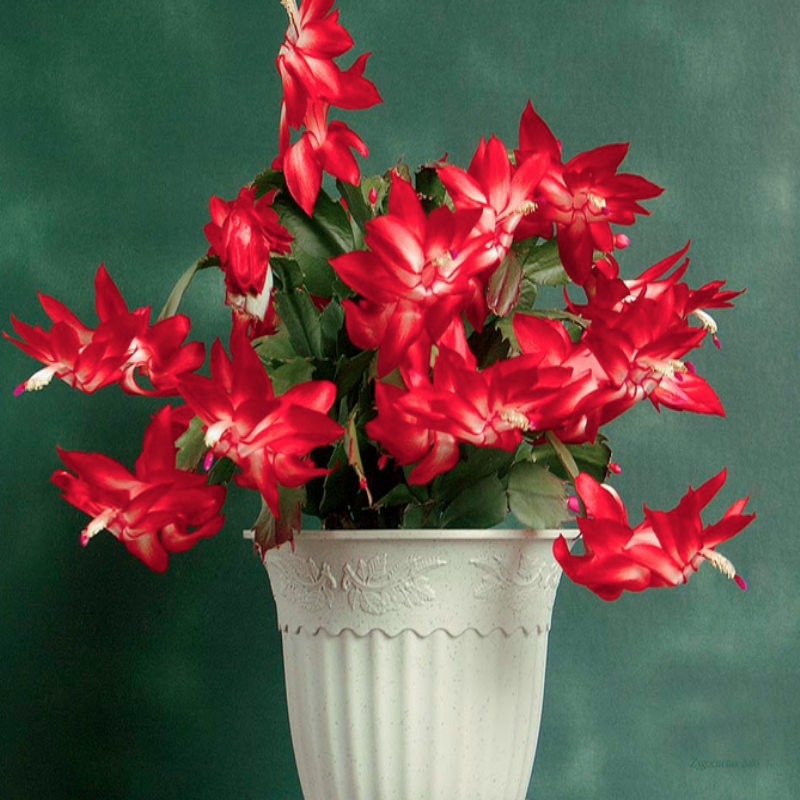 İthal Yılbaşı Çiçeği (Schlumbergera) Fidanı