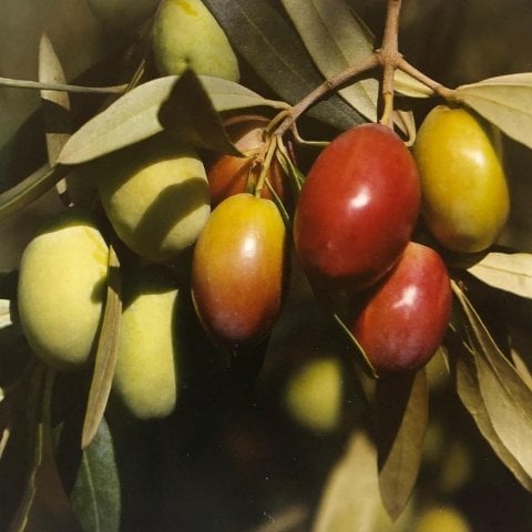 Saksıda 5 Yaş Meyve Verme Yaşında İri Meyveli Sarı Ulak Zeytin Fidanı