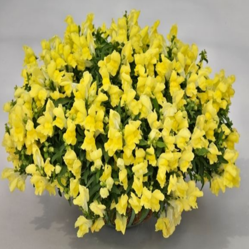 Leo F1 Yellow İri Çiçekli Arslanağzı Çiçeği Fidesi (50 Adet)