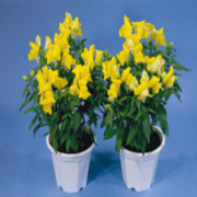 Leo F1 Yellow İri Çiçekli Arslanağzı Çiçeği Fidesi (50 Adet)