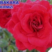 Tüplü Yediveren Bakara Kırmızı Gül Fidanı