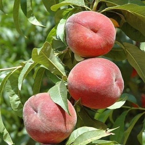 Tüplü Yarı Bodur Royal Glory Şeftali Fidanı