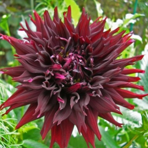 Dev Çiçekli Kenora Mackob B Dahlia Yıldız Çiçeği Soğanı Yumrusu (1 adet )