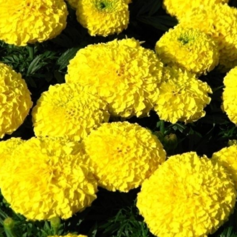 Calypso Yellow with Black Eye İri Kafa Kadife Çiçeği Fidesi (50 adet)