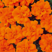 Solena Orange  Kadife Çiçeği Fidesi (50 adet)