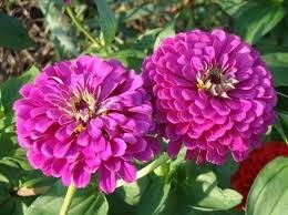 Purple Prince Zinya Çiçeği Tohumu(40 tohum)