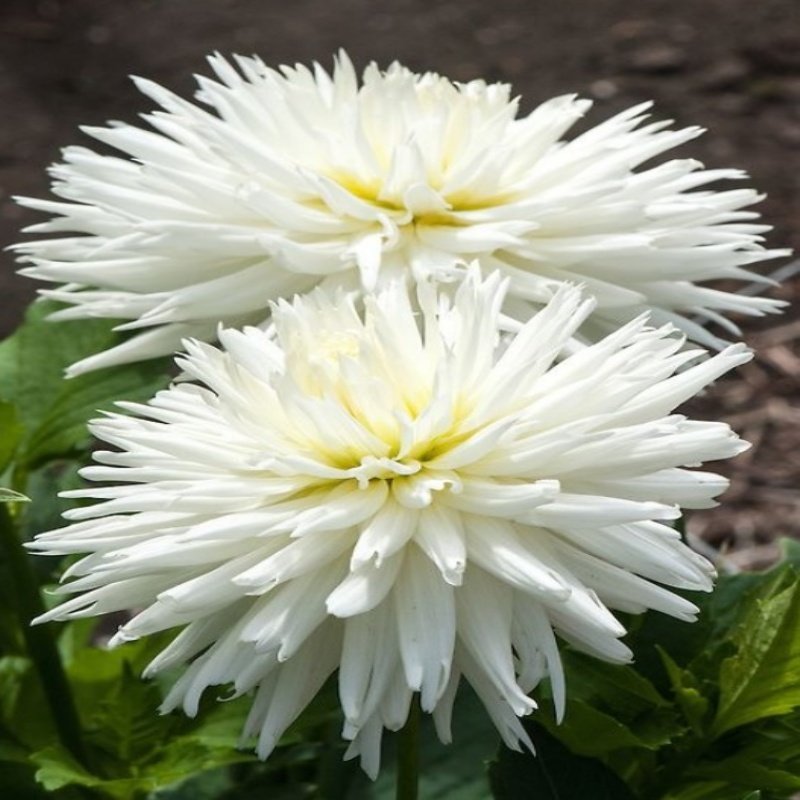 Dev Çiçekli White Lace Dahlia Yıldız Çiçeği Soğanı Yumrusu (1 adet )