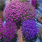Karışık Renkli  Splendour Brachycome Çiçeği Tohumu (200 tohum)