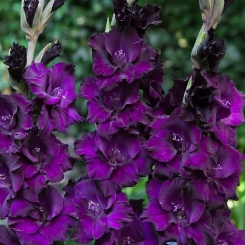 Gladiolus Purple Swan Glayör Çiçeği Soğanı (2 adet)