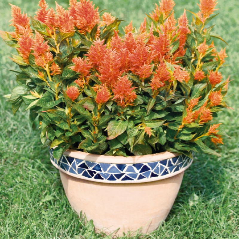 Fesh Look Orange Horozibiği Çiçeği Fidesi (50 adet)