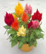 Fesh Look Orange Horozibiği Çiçeği Fidesi (50 adet)