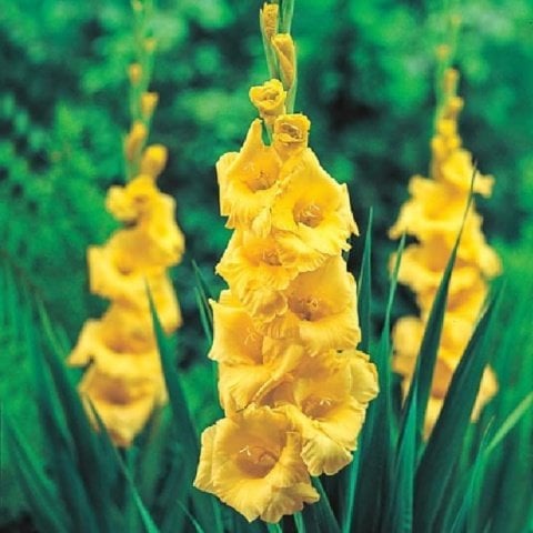 Gladiolus Yellow Swan Sarı Glayör Çiçeği Soğanı (2 adet)