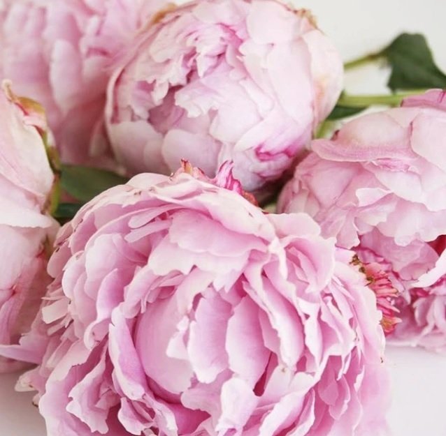 Peonies Festiva Maxima Pink Şakayık Çiçeği Yumrusu-Rizomu(1 Adet)