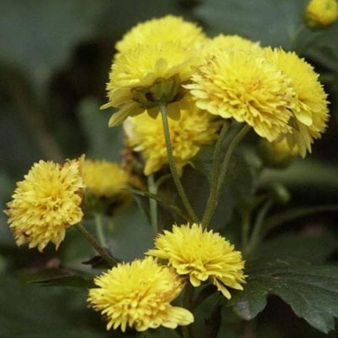 Sarı Gremlin Aster Çiçeği Tohumu(20 tohum)