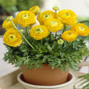 Tomer Sarı Düğün Çiçeği Soğanı