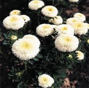 Ponpon Beyaz Renkli Aster Çiçeği Tohumu(20 tohum)