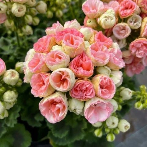 Anaç Bitki Nadir Rosebud Astrit Gül  Sardunya Çiçeği Saksıda