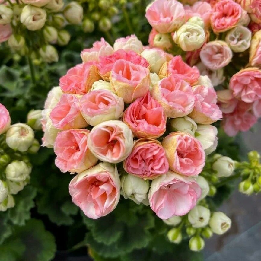 Nadir Rosebud Astrit Gül  Sardunya Çiçeği Fidesi 1 Adet