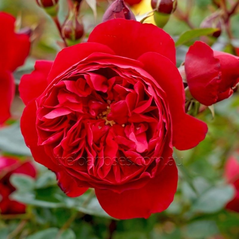 Açık Kök Aşılı İri Goncalı Florantina Katmerli Kırmızı Sarmaşık Gül Fidanı