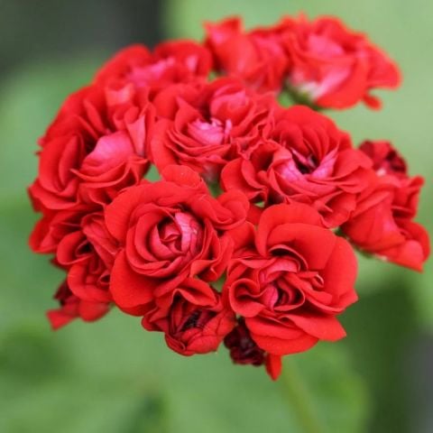 Nadir Bornholm Gül  Sardunya Çiçeği Fidesi(1 adet)