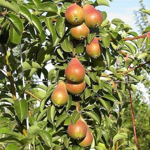 Açık Kök Carmen Armut Fidanı