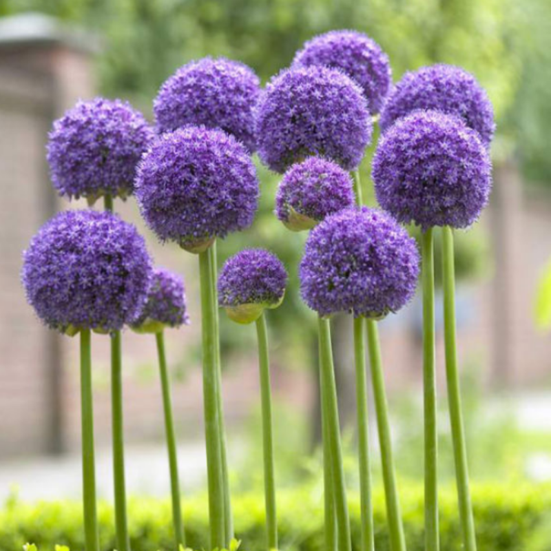 Allium Wizard Çiçeği Soğanı (2 adet)