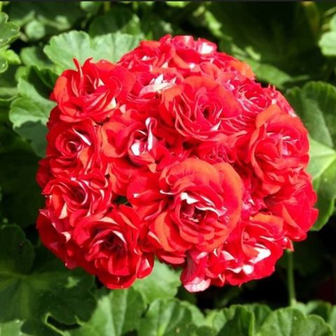 Summer Rose Tina  Katlı Çiçekli Olan Gül  Sardunya Çiçeği Fidesi (1 adet)