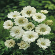 Anemone Mount Beyaz Anemon Çiçeği Soğanı