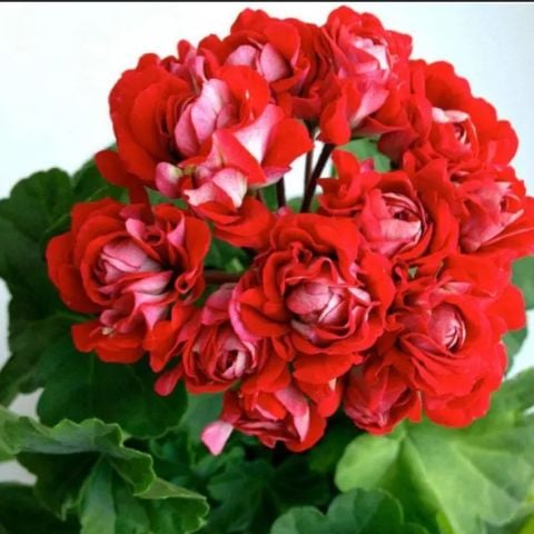 Koleksiyonluk Rosebud Vectis Katlı Çiçekli Olan Gül  Sardunya Çiçeği Fidesi (1 adet)