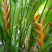 Karışık Renkli Heliconia Çiçeği Tohumu (10)
