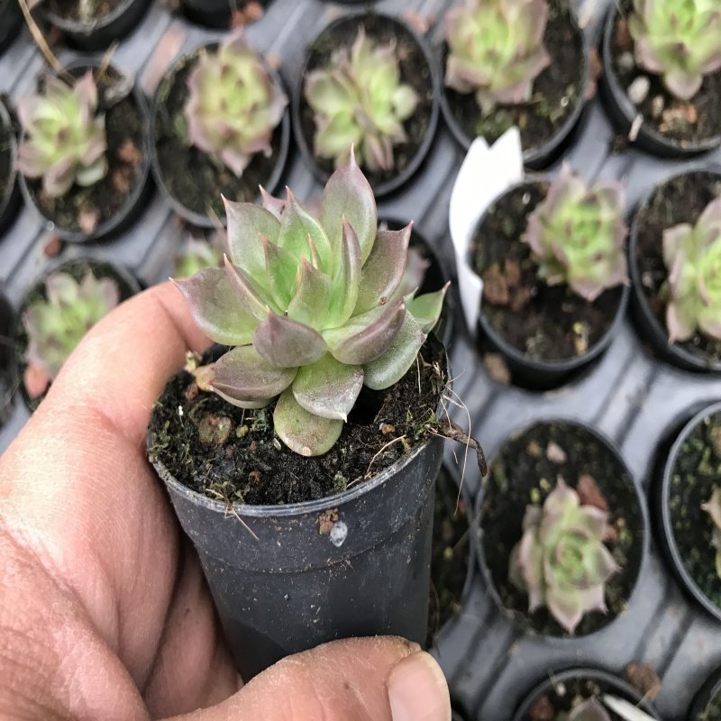 Echeveria Sukulent No 21 (5.5 luk Saksıda)