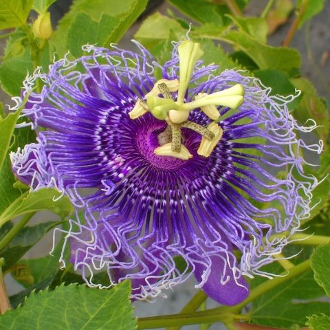 Tüplü Passiflora İncarnata Fidanı (40-50 cm)