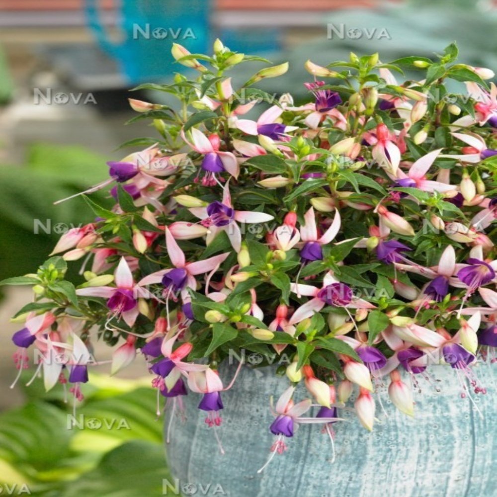 Diana Fuchsia Sarkıcı Küpe Çiçeği Fidesi (2 adet)