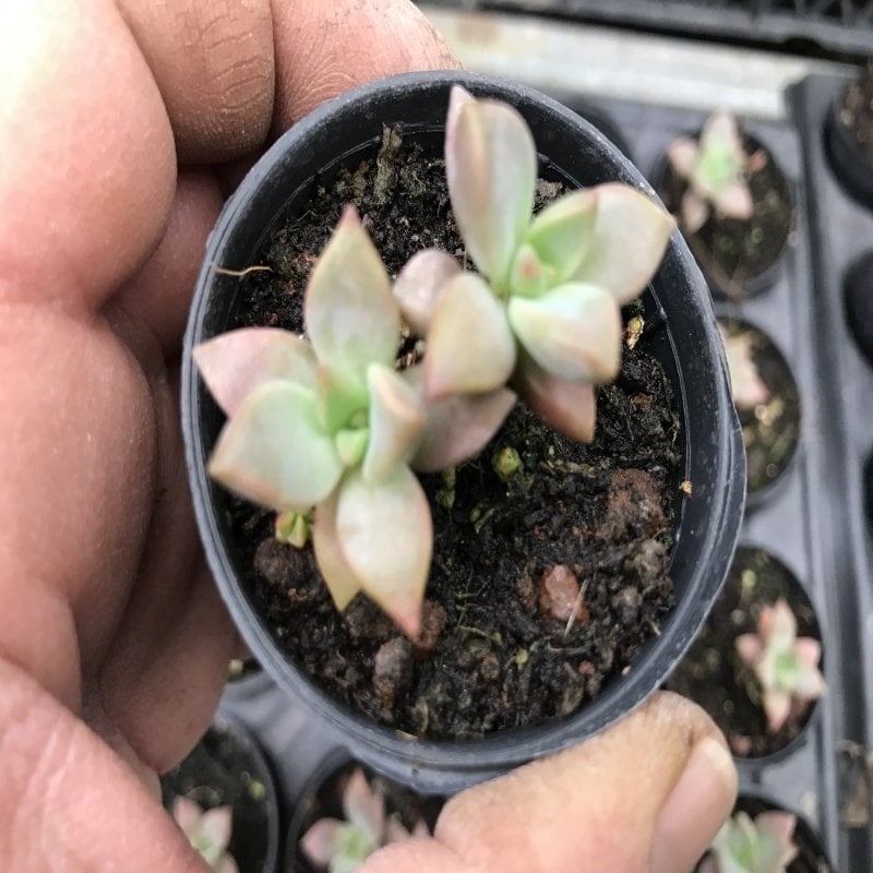 Echeveria Sukulent No 26 (5.5 luk Saksıda)