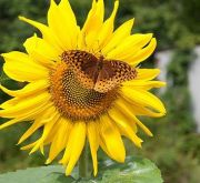 Zebulon Güneş Çiçeği Tohumu (15 tohum)