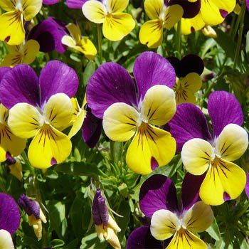 Johnny Jump Up Viola Tricolor Hercai Menekşe Çiçeği Tohumu(50 tohum)