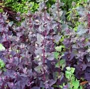 Doğal Orach (Atriplex Hortensis Red Plume) Çiçeği Tohumu(20 tohum)