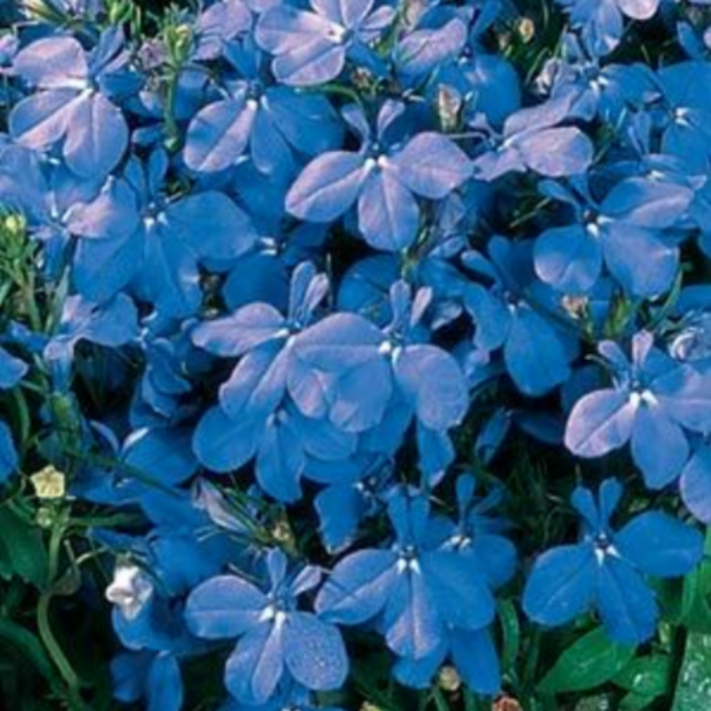 Riviera Sky Blue Obrizya Çiçeği Fidesi (50 adet)