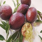 Tüplü Avustralya Blood Lime Limon Fidanı Meyve Verme Durumunda