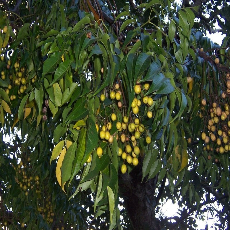 MELIA Azedarach Tesbih Ağacı Tohumu (5 tohum)