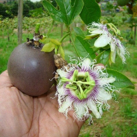 Tüplü Passiflora Edulis Maruçya Fidanı